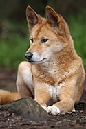 Dingo_125