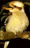 Kookaburra_07_01_125