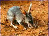 bilby_on_sand_170