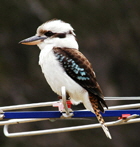 kookaburra_140