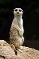 meercat_2_80.jpg