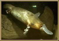 platypus_200